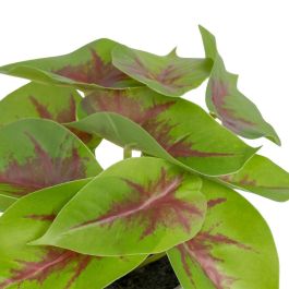 Singonio Rojo-Verde "Pvc" 20 X 18 X 18 cm