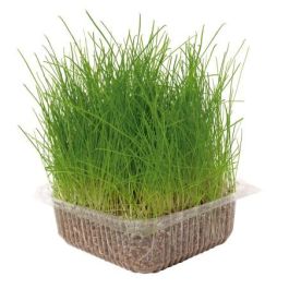 Nayeco Hierba Natural Para Gatos 1Ud Precio: 3.50000002. SKU: B1B4B972CW