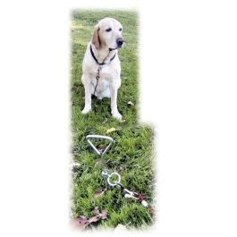 Kerbl Correa de Sujeción con Ancla Espiral para Perros y Mascotas, Uso Exterior Kerbl Correa de Sujeción con Ancla Espiral para Perros y Mascotas, Uso Exterior