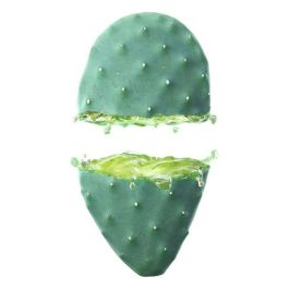 Weleda Cactus Opuntia 24H Hydralotion Hidratación Y Frescura