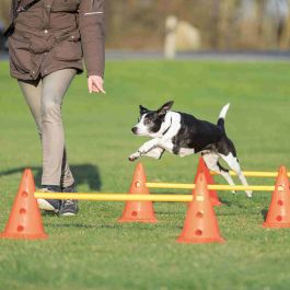 TRIXIE Lote de 3 actividades de obstáculos - Ø 23 × 30 cm - 78 cm - Naranja y amarillo - Para perros