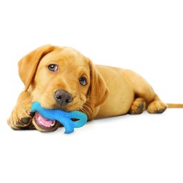 Puppy Teething Dental Dino S Chicken Flavour