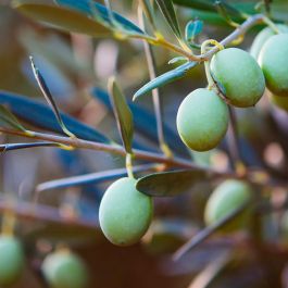 Kiehl's Aceite Limpiador Mid Recovery Cleansing Oil 180 ml