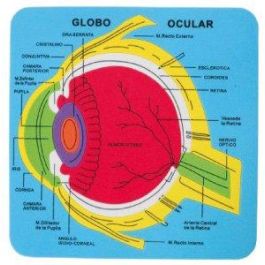 Goma Eva Fixo Kids Puzle 21,2X21,5 Cm. Sistema Ocular Goma Eva Fixo Kids Puzle 21,2X21,5 Cm. Sistema Ocular Precio: 3.50000002. SKU: B1AJZL2KN4