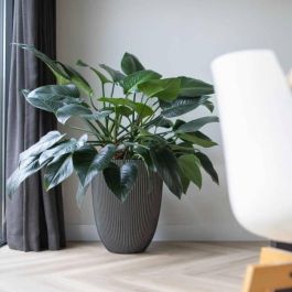 Capi Europe 445501 Jarrón Elegant Groove 46x58 cm Antracita