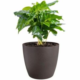 Elho 5661461877341 Juego 3 Maceteros Redondos The Coffee Collection Plástico Marrón Ø14/16/18cm Capacidad 7L