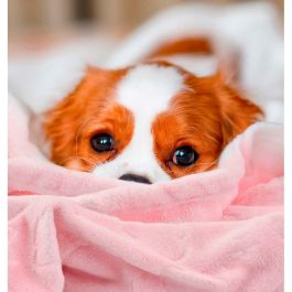 Nayeco Manta Sky Rosa para Mascotas con Nubes y Estrellas, 100 x 70 cm