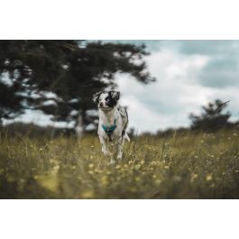 Arnés para Perro Hunter Divo 34-47 cm Azul Talla XS Arnés para Perro Hunter Divo 34-47 cm Azul Talla XS