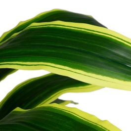 Planta Dracaena Verde Artificial Jardín 70 X 70 X 120 cm