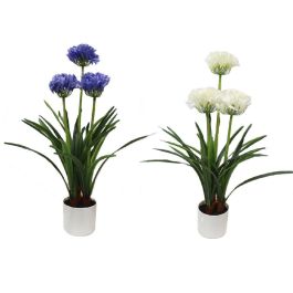 Maceta de agapanto colores surtidos, 50 x 80 cm Precio: 36.9897. SKU: B16XN9P92M