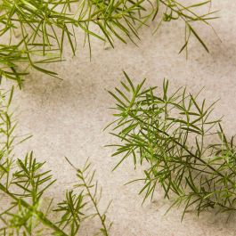 The Body Shop Limpiador Facial Tea Tree 60 ml