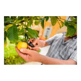 Stocker Tijera vendímia de punta 18 - Tijera de vendimia, longitud 18 cm