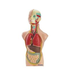 Juego Miniland Anatomia Humana 11 Piezas 50 cm