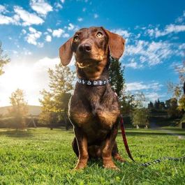 Cerdá T3S:S/M Collar Premium para Perros Mickey Talla S-M Negro
