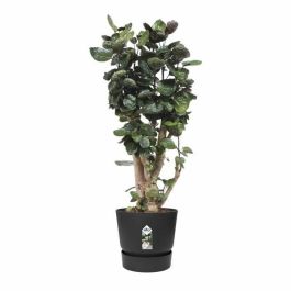 Elho Greenville 47 Maceta Redonda Exterior Ø 47 x H 44.1 cm Negro Living Plástico Reciclado Resistente Heladas Depósito Agua