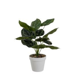 Planta Decorativa Polietileno Plástico 26 x 26 x 43 cm Precio: 15.49999957. SKU: B1GAQ877E8