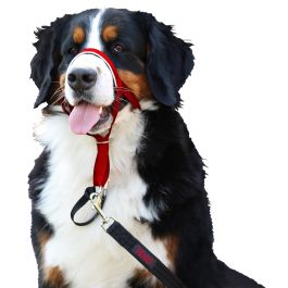 Bozal Halti Headcollar Rojo Talla 2 Bozal Halti Headcollar Rojo Talla 2