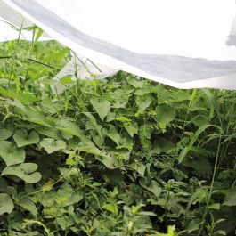 Tela de protección para cultivos 2x10m 17 gr/m² biotop garden