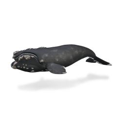 Ballena Derecha -Xl-88740 - Collecta Precio: 9.9583. SKU: B1FTDRG4Q7