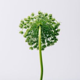 Loewe Aire Eau de Toilette Vaporizador 30 ml Mujer