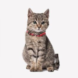 Collar para perros XXS/XS minnie talla XXS-XS Collar para perros XXS/XS minnie talla XXS-XS