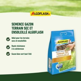 Algoflash Semillas de Hierba para Tierra Seca y Soleada - Mezcla Profesional, Ahorro de Agua, 1 Kg