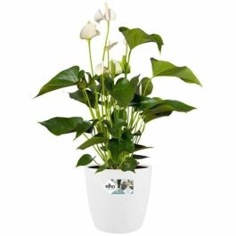 Elho 5643504015041 Juego 2 Maceteros Redondos Bruselas con Ruedas Ø35xH33cm y Ø39xH36.5cm, 55L, Blanco