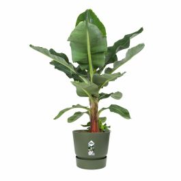 Elho ELH8711904529468 Maceta Redonda Greenville 55 Verde Ø 55 x H 50 cm exterior 100% reciclado