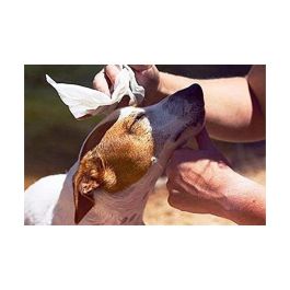Toallitas humedas mascotas XL higienizantes con aloe y clorhexidina 40 unid. (30x20cm) gill's