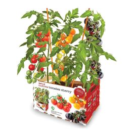 Set de Cultivo Batlle Tomates Naturales 30 x 19,5 x 16,2 cm