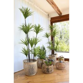 Planta Decorativa DKD Home Decor 75 x 75 x 180 cm Dracaena Marrón Verde Polipropileno