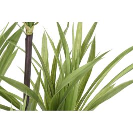 Planta Decorativa DKD Home Decor 75 x 75 x 180 cm Dracaena Marrón Verde Polipropileno