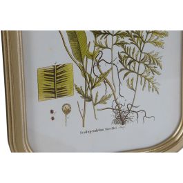 Cuadro DKD Home Decor Moderno Plantas botánicas 30 x 2 x 45 cm (9 Unidades)