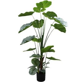 Planta Decorativa Alexandra House Living Plástico Calathea 150 cm Precio: 106.78999958. SKU: B13HAHKG3G