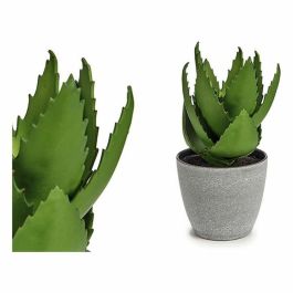 Maceta Planta Aloe Vera Grande Ibergarden 15X23CM (12 Unidades) Precio: 63.50000019. SKU: S3606043