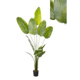 Planta Decorativa Romimex Strelitzia Plástico 110 x 210 x 70 cm Precio: 278.49999969. SKU: B19HBJ48EQ