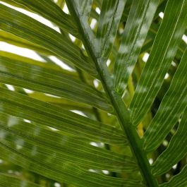 Planta Decorativa Polietileno Palmera 170 cm