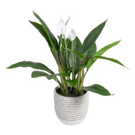 Planta Decorativa 40 x 41 x 48 cm Verde PVC Precio: 41.50000041. SKU: S8801684