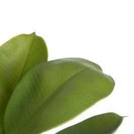 Planta Decorativa Verde PVC Roble 58 cm