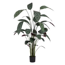 Planta Decorativa PVC Cemento Tejido 50 x 50 x 220 cm Precio: 193.4669001936. SKU: B1376BW9J5