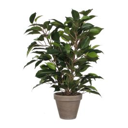 Ficus natasja con maceta ø11,5x40x30cm Precio: 16.89000038. SKU: B1KFP3GG7A