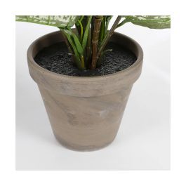 Dieffenbachia pvc con maceta gris