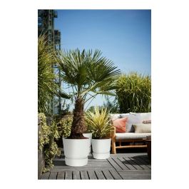 Elho Greenville 47 Maceta redonda Exterior Blanca Ø 47 cm H 44,1 cm Plástico 100% reciclado Resistente a heladas con depósito de agua Elho Greenville 47 Maceta redonda Exterior Blanca Ø 47 cm H 44,1 cm Plástico 100% reciclado Resistente a heladas con depósito de agua