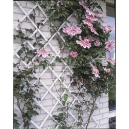 Nature Enrejado Extensible de Plástico Blanco 50x150cm para Plantas Trepadoras y Decoración de Paredes Precio: 24.58999994. SKU: B1ERCAQTXZ