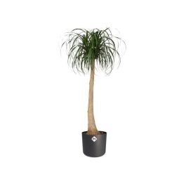 Elho B.for ELH8711904249489, Maceta redonda Soft, Negra, Ø 35 x H 32 cm, para interior, 100% reciclada Elho B.for ELH8711904249489, Maceta redonda Soft, Negra, Ø 35 x H 32 cm, para interior, 100% reciclada