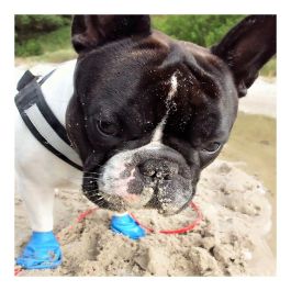 Pawz Botas para Perro Verdes XL - Pack de 12 Unidades de Goma Natural Biodegradable para Nieve, Hielo y Suelo Caliente Pawz Botas para Perro Verdes XL - Pack de 12 Unidades de Goma Natural Biodegradable para Nieve, Hielo y Suelo Caliente