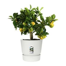 Elho Greenville 30 Maceta redonda blanca Exterior Ø 29.5 x H 27.8 cm. Plástico 100% reciclado, resistente a heladas, con depósito de agua.