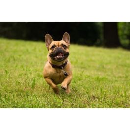 Tickless AUC5999566451034 Repelente Garrapatas y Pulgas para Mascotas TICKLESS PET a Pilas Negro Tickless AUC5999566451034 Repelente Garrapatas y Pulgas para Mascotas TICKLESS PET a Pilas Negro