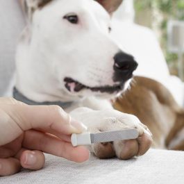 Cortaúñas con LED para Mascotas Clipet InnovaGoods