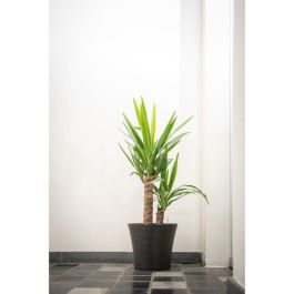 Garden Id 02041069 Maceta Green Care Sense Negro-Antracita 30x27 cm, 100% Reciclada, Resistencia UV y Heladas, 10 años garantía Garden Id 02041069 Maceta Green Care Sense Negro-Antracita 30x27 cm, 100% Reciclada, Resistencia UV y Heladas, 10 años garantía